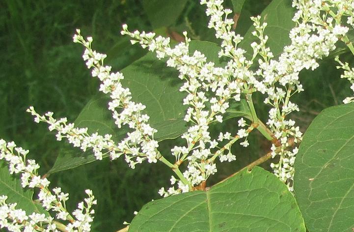 Reynoutria japonica (=Fallopia japonica) / Poligono del Giappone